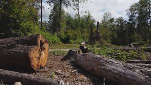 Best Emergency Tree Removal  in Wrightstown, WI