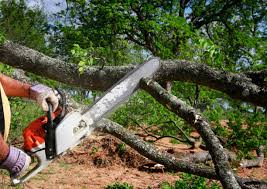 Best Tree Cabling and Bracing  in Wrightstown, WI