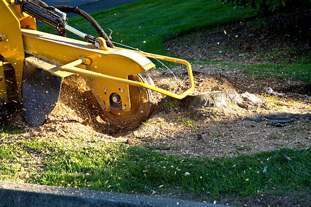 Best Tree Risk Assessment  in Wrightstown, WI
