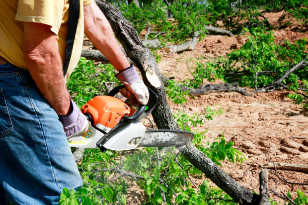 Best Root Management and Removal  in Wrightstown, WI